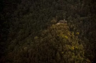 El Vital Papel del Sector Forestal Español: Motor Económico y Guardián Ambiental