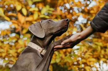 Descifrando el Lenguaje Canino: ¿Por qué tu Perro te da la Espalda?