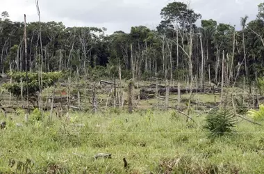 La pérdida global de bosques: Un análisis de la deforestación entre 1990 y 2020