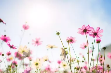 La Sensibilidad de las Plantas a la Primavera y los Desafíos del Cambio Climático