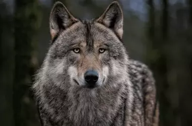 La Politización del Lobo Ibérico: Un Conflicto con Graves Repercusiones para su Conservación