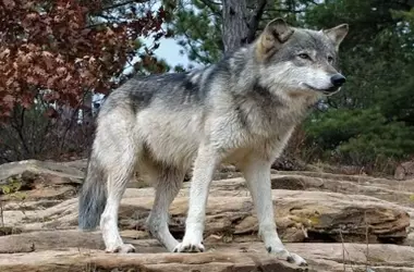 La caza del lobo en España: entre la protección legal y la realidad del campo