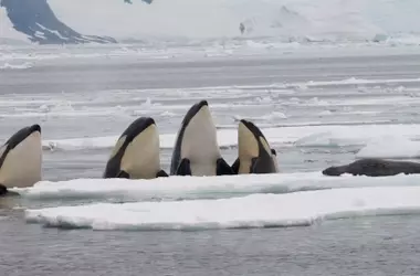 Orcas y el Deshielo Ártico: Un Ecosistema en Transformación en Groenlandia