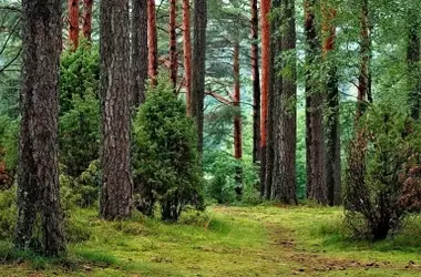 Celebrando el Día Mundial del Árbol 2026: Un Reconocimiento Esencial a la Vitalidad de los Bosques