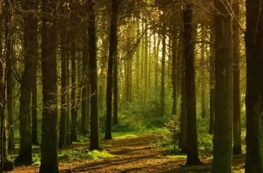 Día Internacional de los Bosques 2026: Ecosistemas Vitales para la Economía Global y la Sostenibilidad