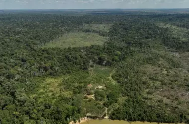 La Deforestación Global: Una Amenaza para el Clima y la Biodiversidad Concentrada en Cinco Países