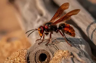 Alerta en España: Apicultores aconsejan inspeccionar terrazas ante la inminente llegada de la avispa asiática