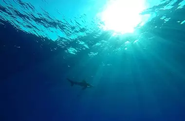 Descubrimiento Asombroso: Tiburones en Bahamas Contaminados con Sustancias Ilícitas y Fármacos