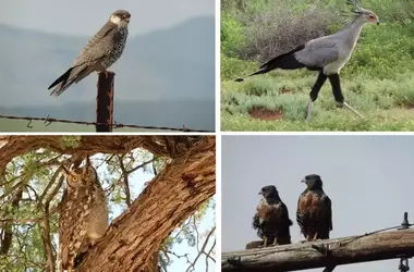 Alarmante Disminución de Aves Rapaces y Grandes Aves en África