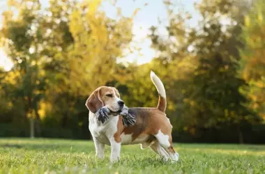 Nuevas Multas de hasta 10.000 € por Perros Sueltos en Zonas Prohibidas de España