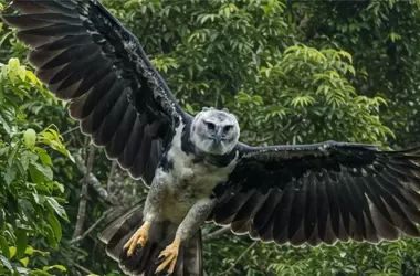 COP15 de Especies Migratorias: Un Llamado Global Urgente por la Biodiversidad en Declive