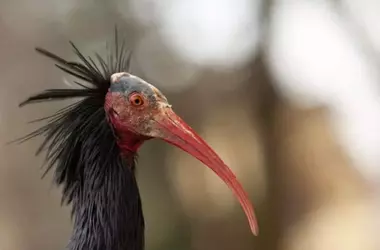 El Ibis Eremita Regresa al Empordà Después de Cuatro Siglos: Un Éxito en la Conservación
