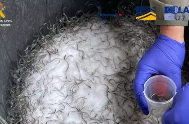 Desarticulada red internacional de tráfico de angulas entre España y Francia