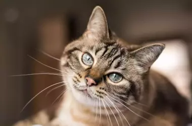 El Enigma Felino: Descubriendo por qué tu Gato te Lame