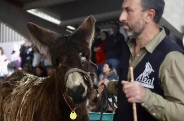 Nuevas Aplicaciones del Burro Zamorano-Leonés: De Protector Ganadero a Guardabosques