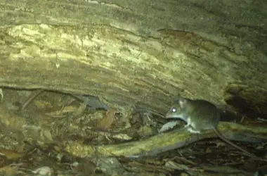 Cámaras Trampa Revelan Secretos de la Fauna en Peligro de Extinción en Tasmania