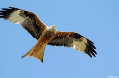 Aumento Alarmante de Rescates de Fauna en Navarra: Un Reflejo de la Presión Humana sobre la Naturaleza