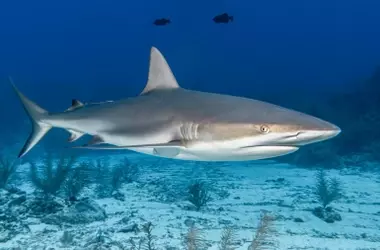 Innovación en Pesca Sostenible: Redes Magnéticas Protegen Tiburones sin Afectar Capturas Comerciales