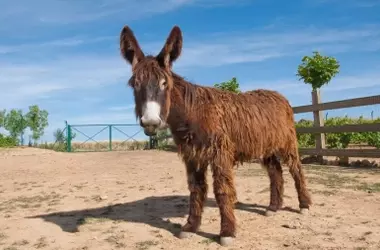 La Resurrección del Burro Zamorano-Leonés: Tradición e Innovación en el Corazón Rural de España