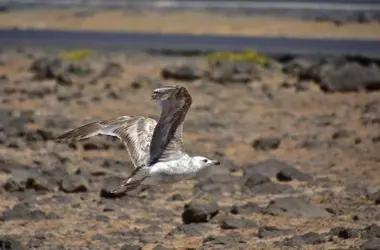 Fuerteventura: Un Vistazo a la Vanguardia en Restauración Ambiental y Preservación de la Biodiversidad