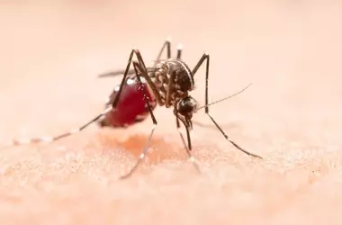 Descubriendo el Misterio: Cómo los Mosquitos Seleccionan a sus Víctimas