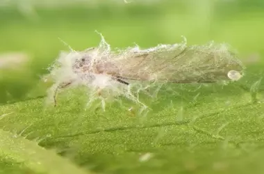 Virus Transforma Hongo en Aliado Clave Contra Plagas Agrícolas