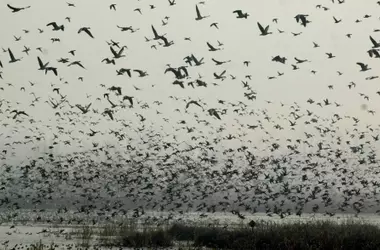 La alarmante situación de las aves migratorias: una de cada cinco en peligro de extinción