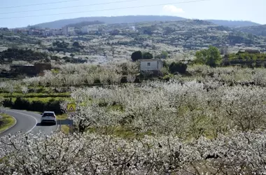 La explosión floral de los cerezos en el Valle del Jerte