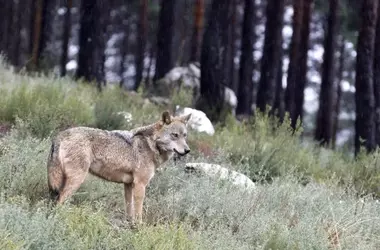 La Caza del Lobo Ibérico: Un Debate entre Conservación y Gestión en Europa