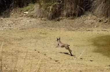 Cazador Sancionado por Abatir un Lince Ibérico en Toledo