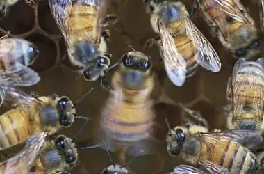 La danza de las abejas: ¿Influye el público en su comunicación?