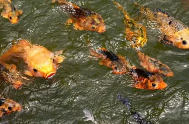 Peligro Silencioso: El Declive Alarmante de los Peces Migratorios en Ríos Globales