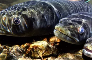 Urgencia de Coordinación Transfronteriza para la Conservación de Peces Migratorios de Agua Dulce
