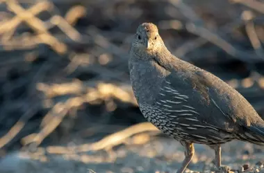 Urgencia para Proteger la Codorniz Común: Llamado de SEO BirdLife a Suspender la Caza