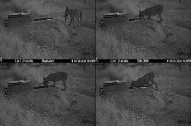 Linces ibéricos muestran comportamiento inédito: sumergen presas para hidratar a sus crías