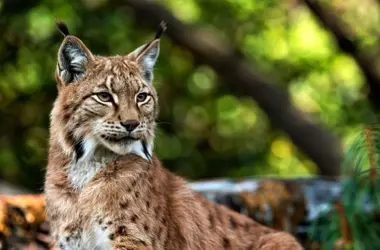Aragón impulsa la reintroducción del lince ibérico: un paso hacia su expansión por el Valle del Ebro y Cataluña