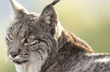 Misterio en Andalucía: Linces Ibéricos Cambian de Color a Blanco, Expertos Sugieren Estrés Ambiental