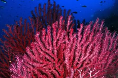 Impacto de los microplásticos en las gorgonias del Mediterráneo: un estudio revelador