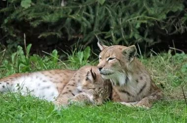 La condena por la muerte de un lince ibérico en Toledo reaviva el debate sobre la protección de especies y la suficiencia de las penas