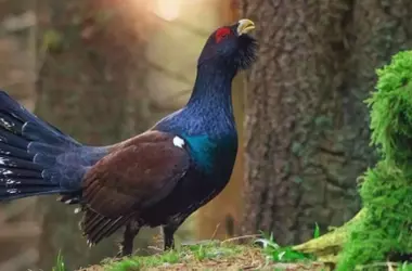 La Fertilidad del Urogallo Disminuye en Programas de Conservación, Poniendo en Riesgo su Supervivencia