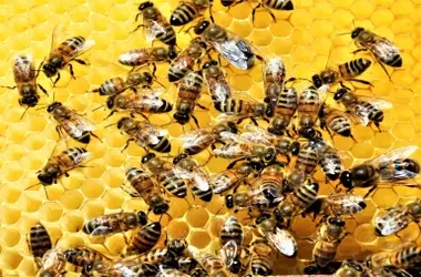 La danza de las abejas: una comunicación más compleja de lo que se creía