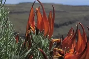 Las Islas Canarias Activan Estrategias para Preservar su Flora Autóctona Amenazada