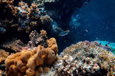 Microbios marinos que descomponen plásticos: un avance crucial contra la contaminación oceánica