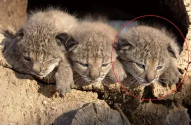 Brisa: Una Vida de Resiliencia y Esperanza para el Lince Ibérico