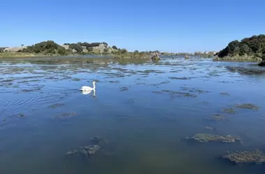 Los flamencos se asientan en Cantabria: un indicador del impacto del cambio climático en las rutas migratorias