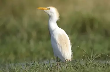Aumento espectacular de la biodiversidad aviar en las lagunas volcánicas de Ciudad Real