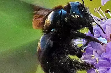 El Regreso de la Abeja Carpintera Púrpura en Polonia: Un Símbolo de Biodiversidad y Precaución