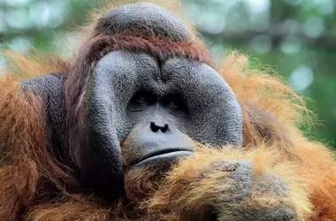 Fallece Biruté Galdikas, Pionera en la Conservación de Orangutanes
