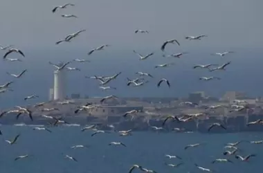 La COP15 Impulsa Corredores Marinos Globales para Proteger Aves Migratorias: España, Actor Clave en el Atlántico