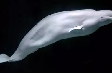 Inesperada Aparición: Una Beluga del Ártico Sorprende en Aguas Europeas